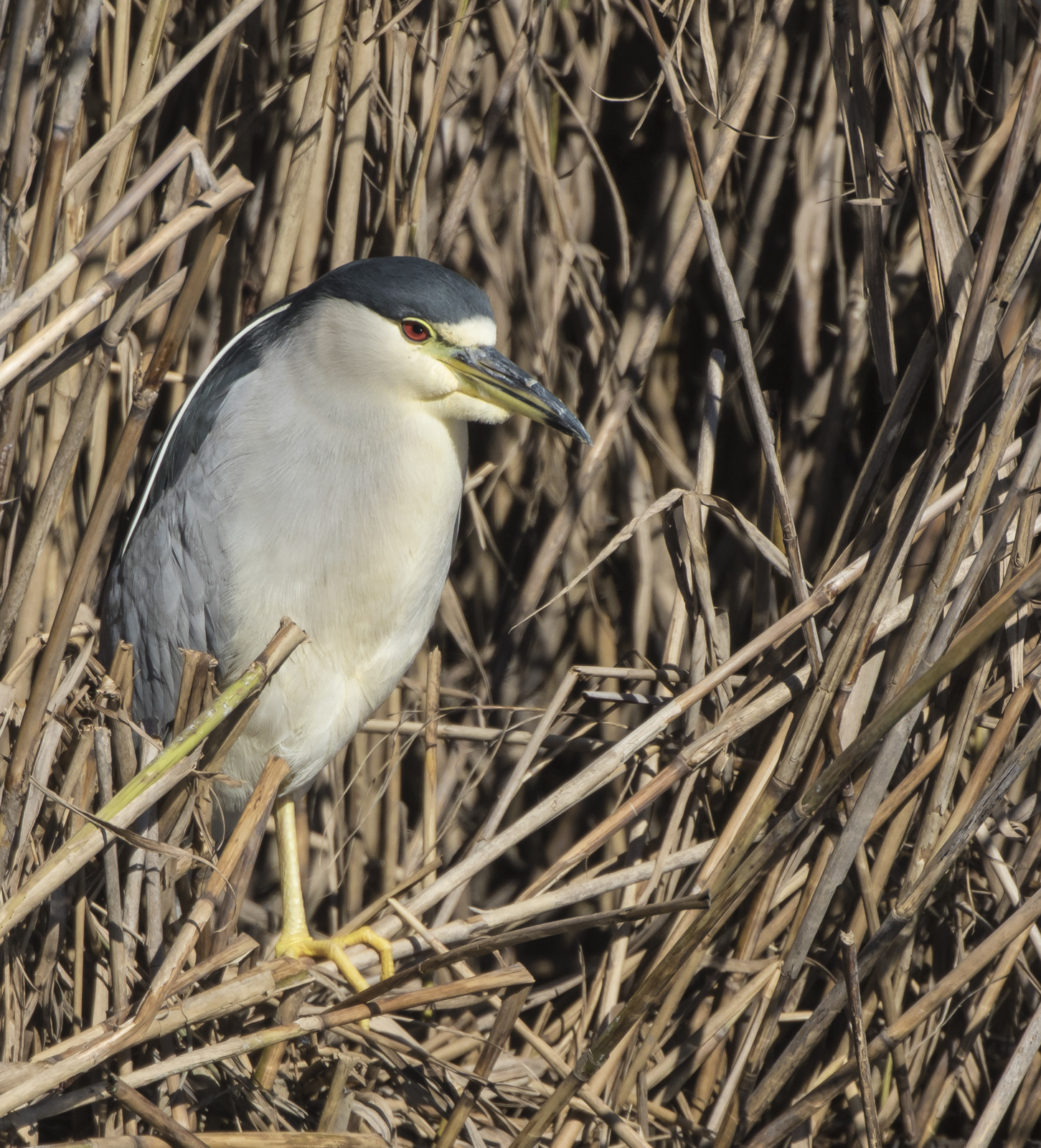 black-crowned night heron