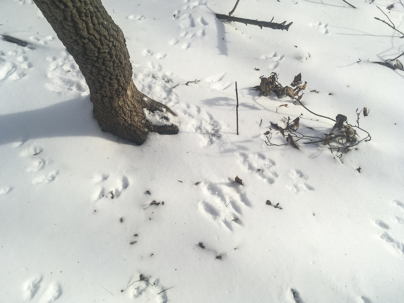 busy squirrel intersection