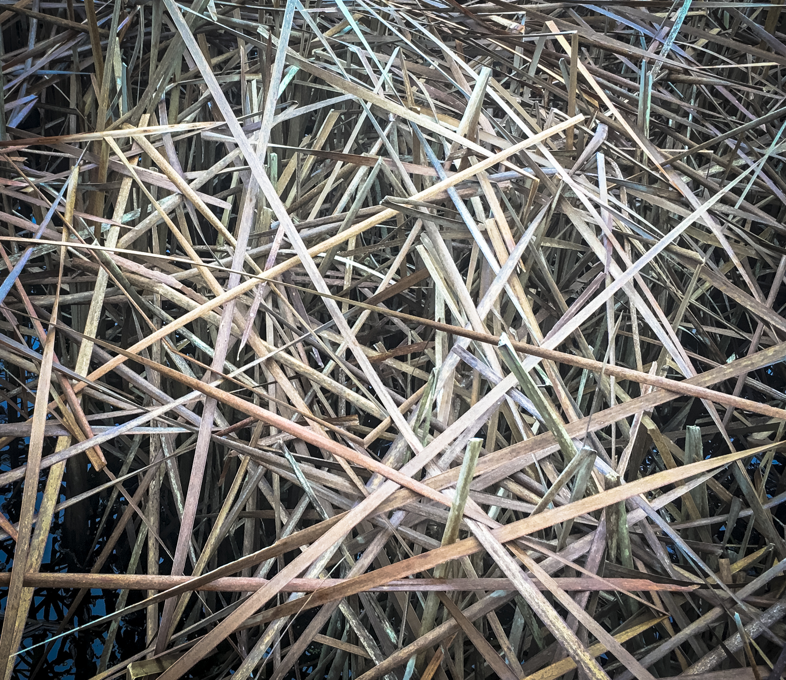 cattail marsh after snow/ice