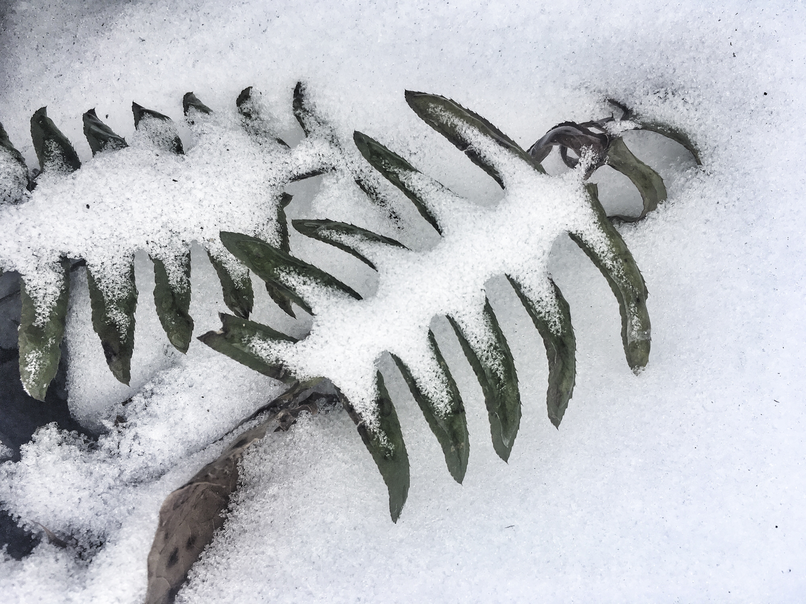 Christmas fern frond