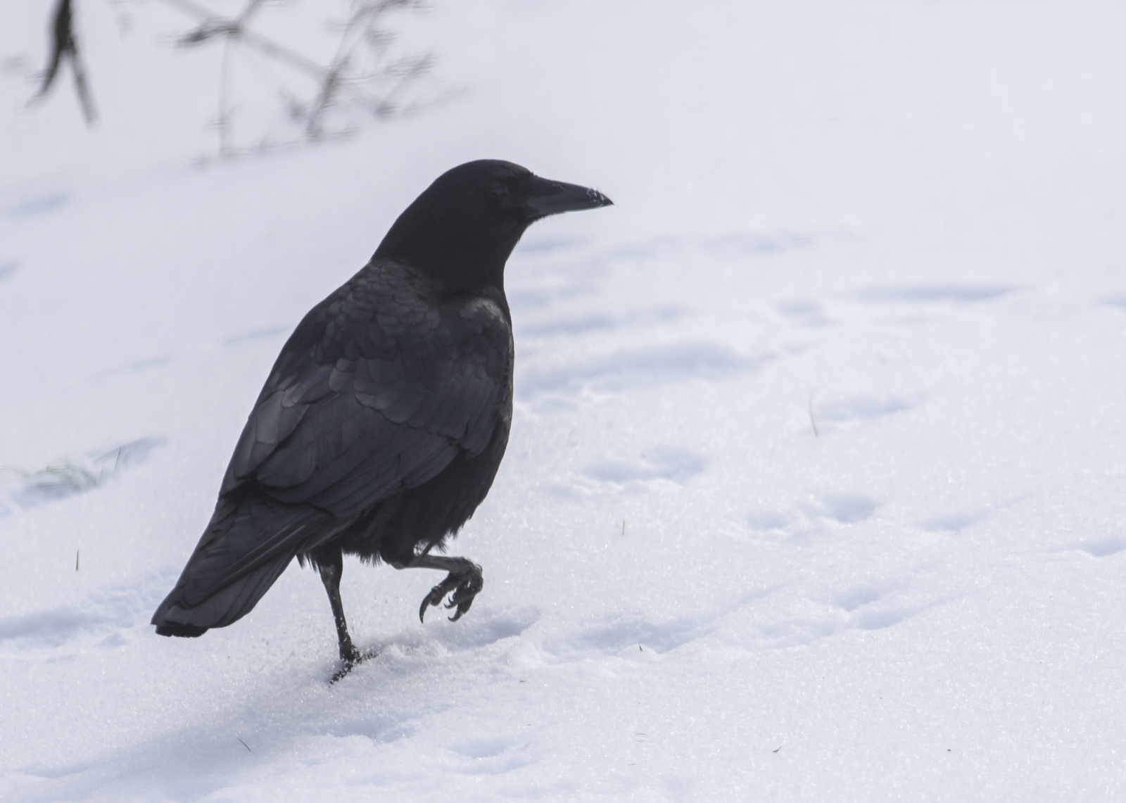 club-foot crow