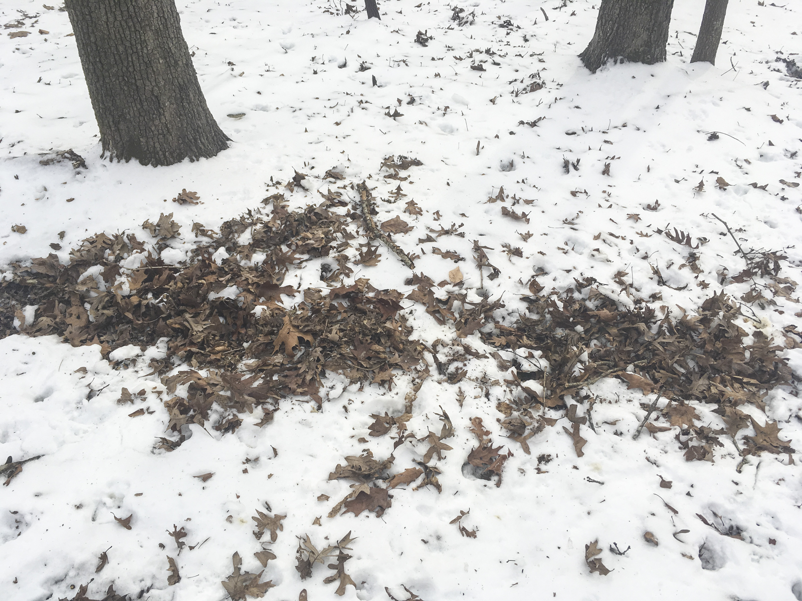 deer digging for acorms