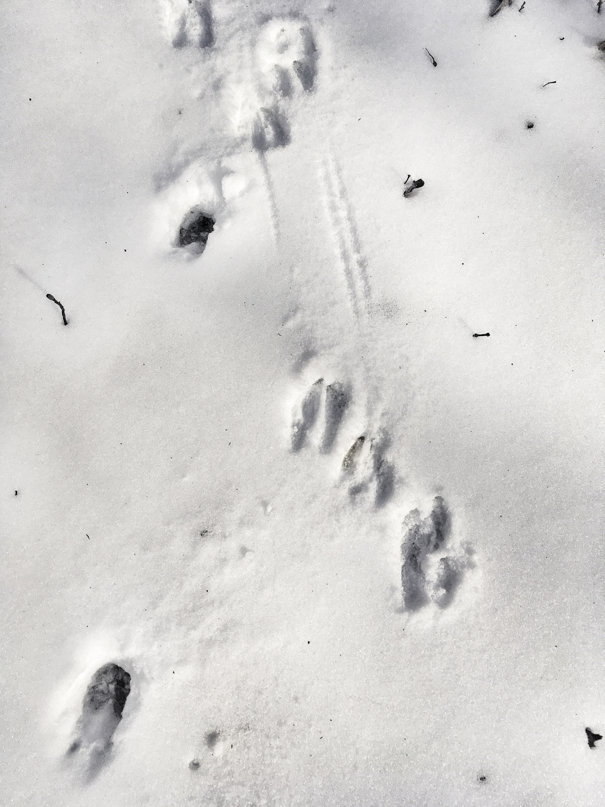 deer tracks