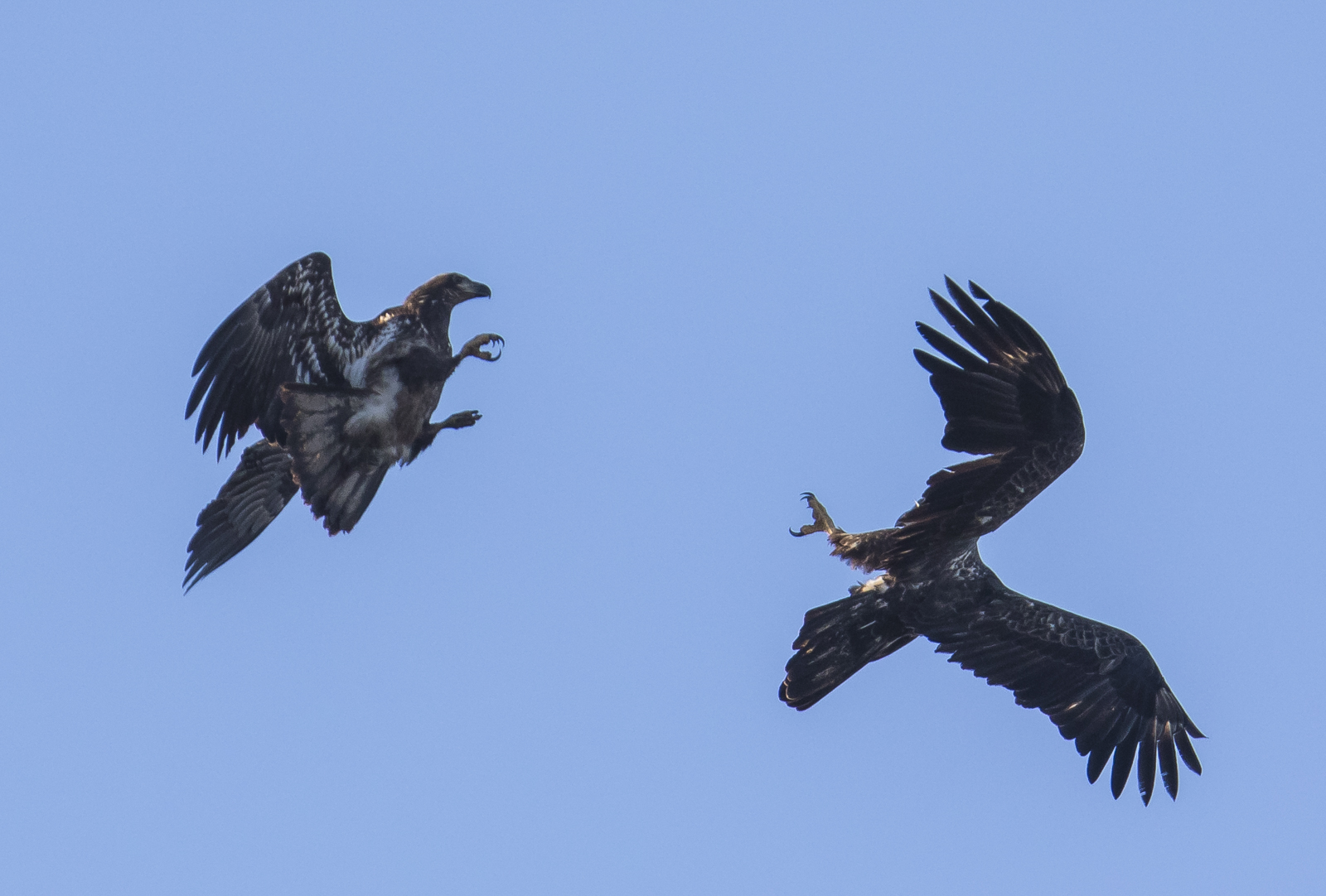 eagles tangling in mid-air 1