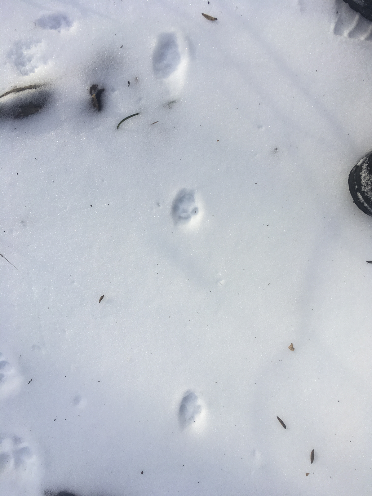 fox tracks