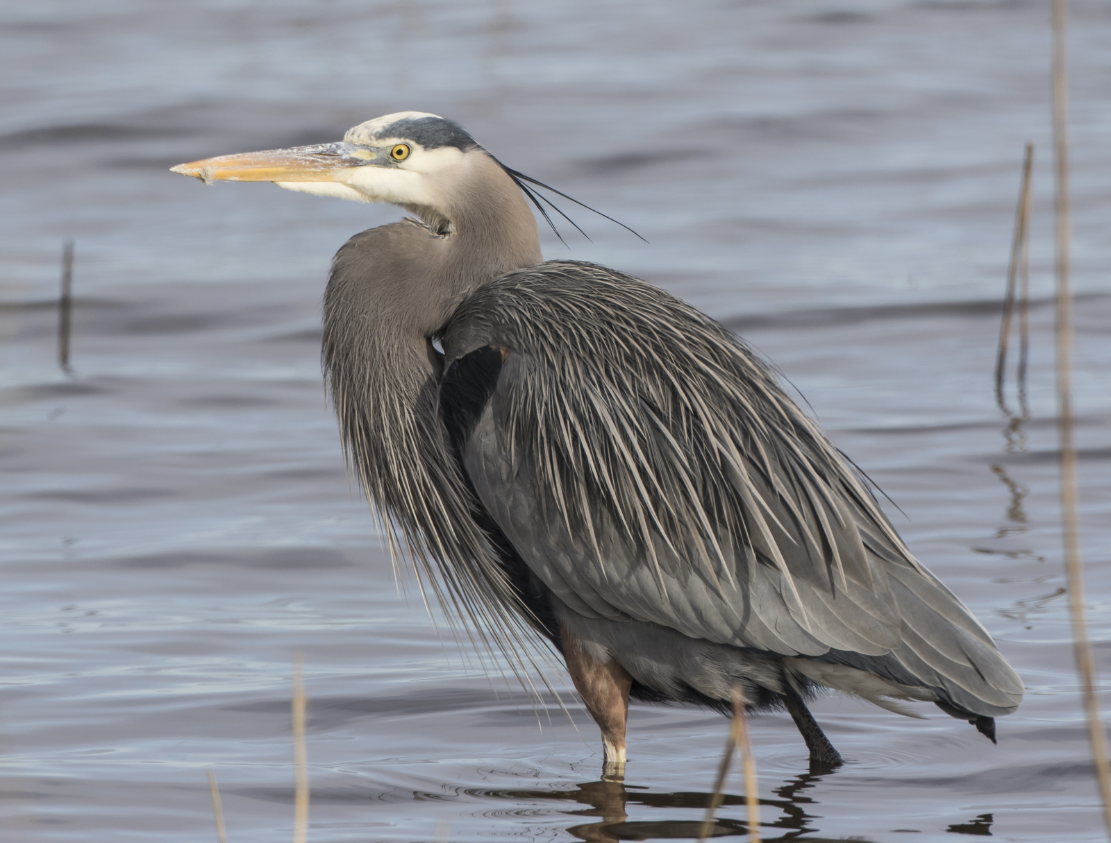 Great blue heron