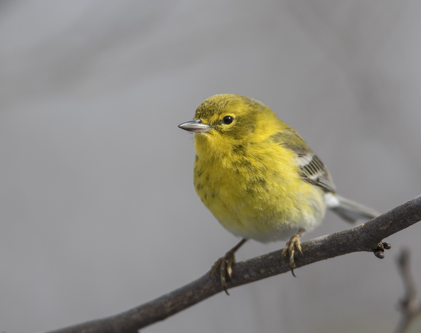pine warbler