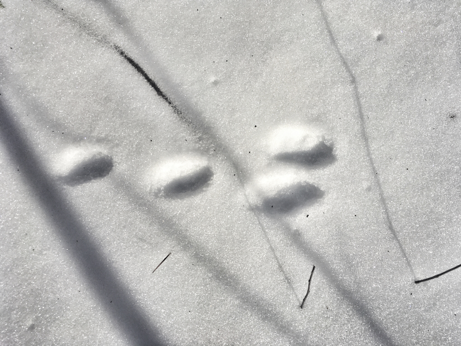 Rabbit tracks 1