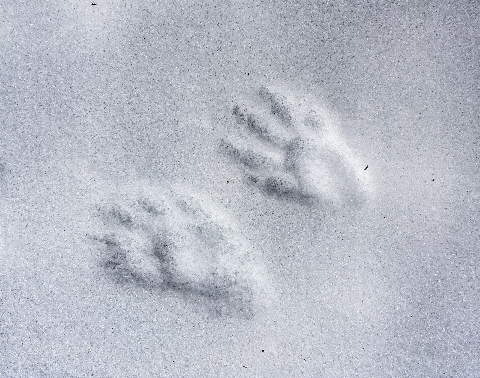 raccoon tracks