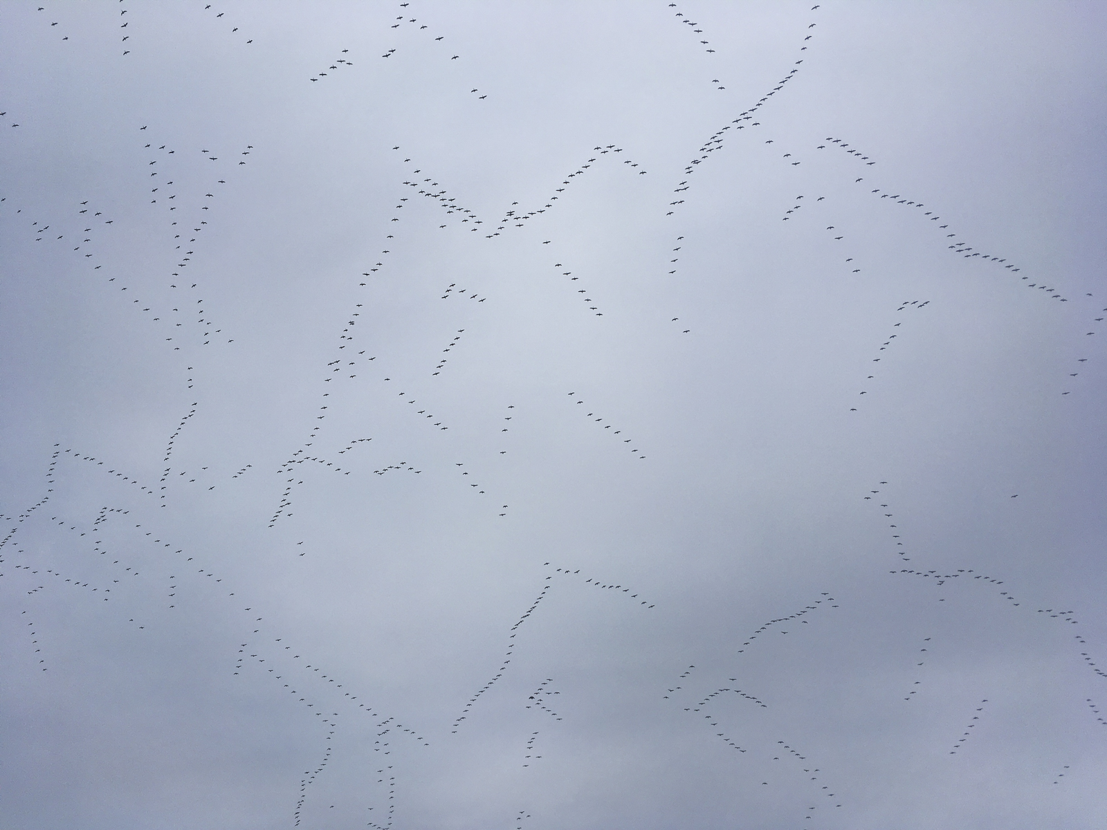 Snow geese overhead