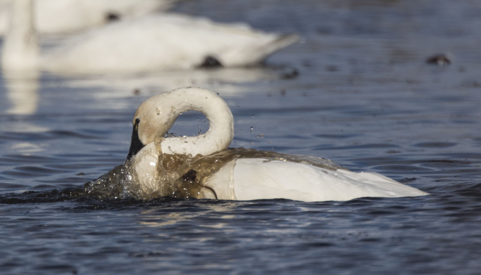 Swan bathing 1