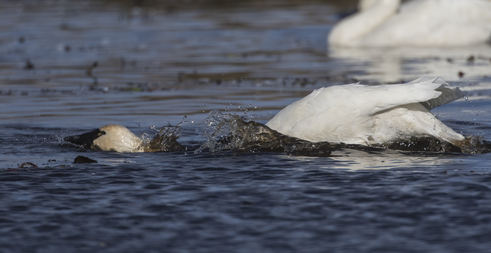 Swan bathing