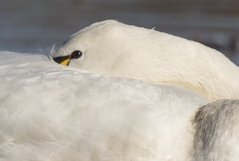swan closeup