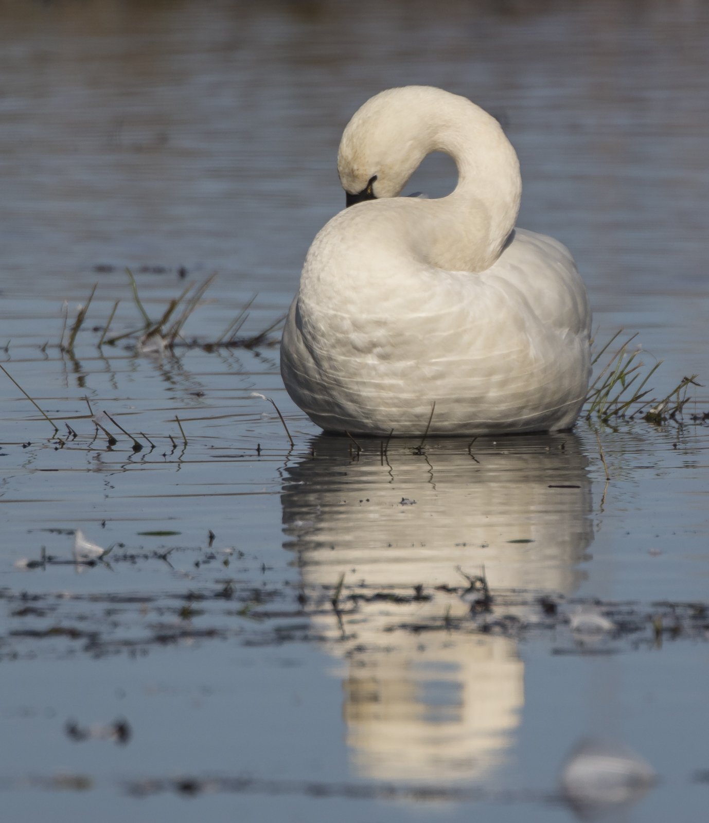 Swan preening curved neck