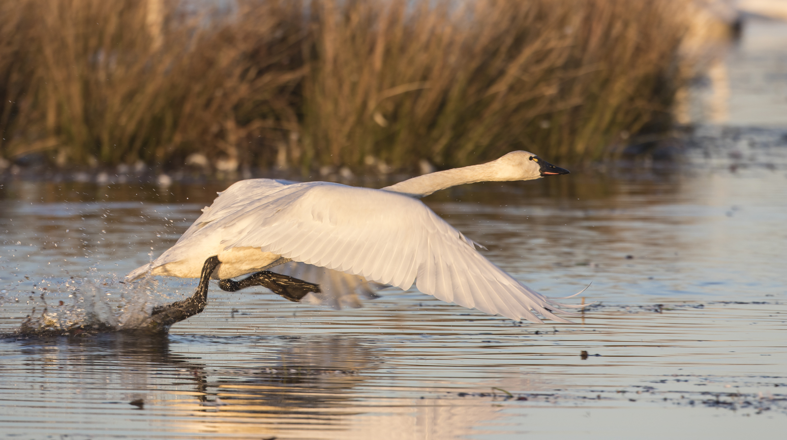 Swan taking off 2