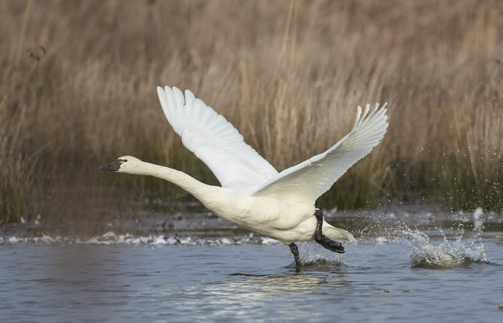Swan taking off in Marsh A