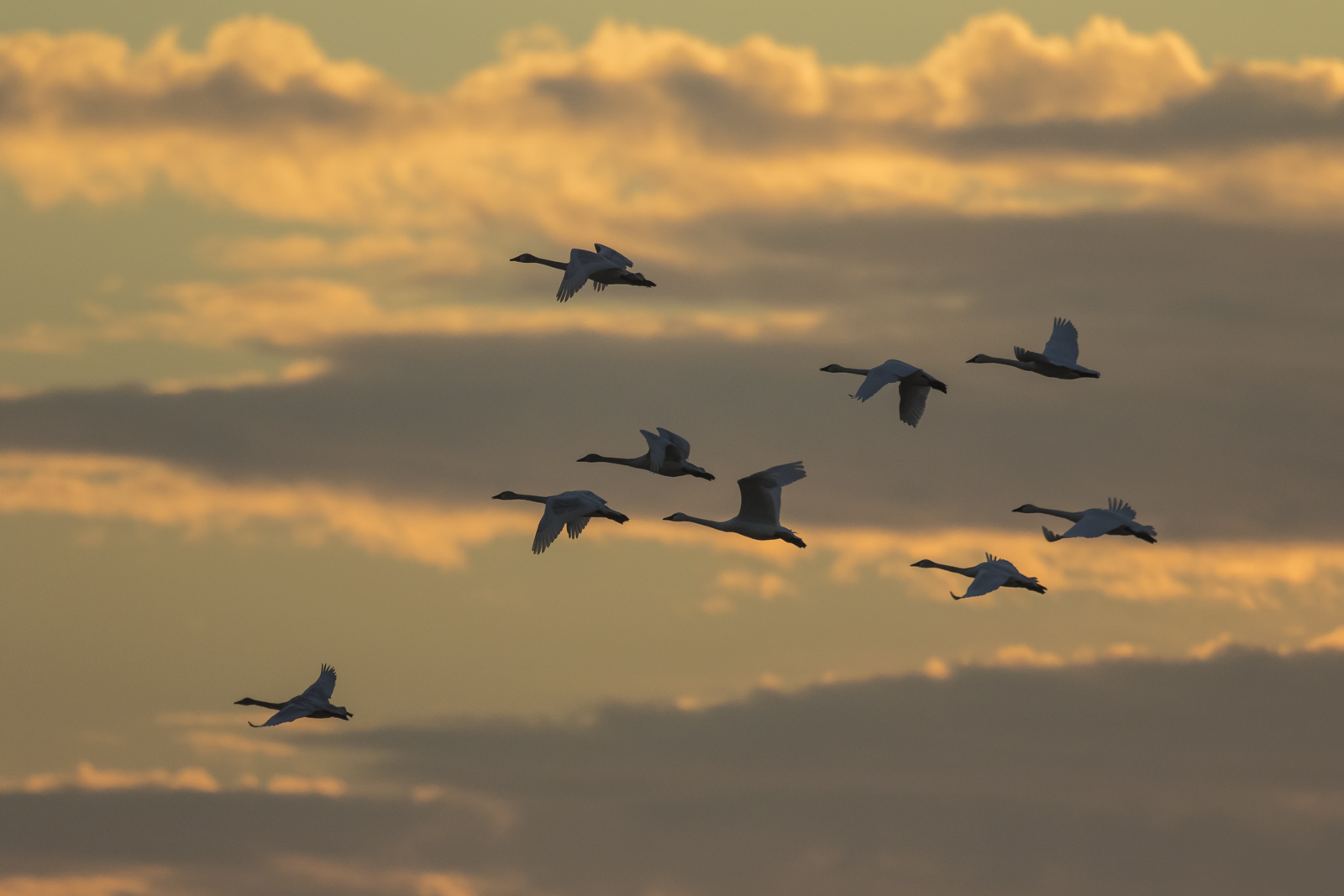 Swans at sunset 1