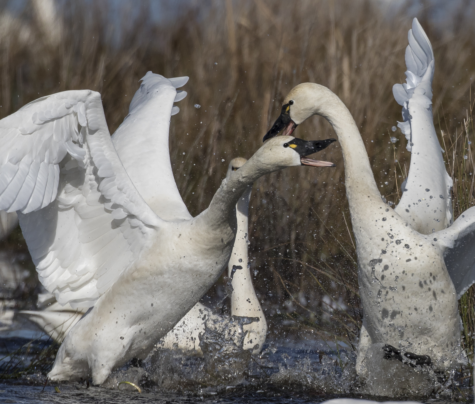 Swans fighting 3