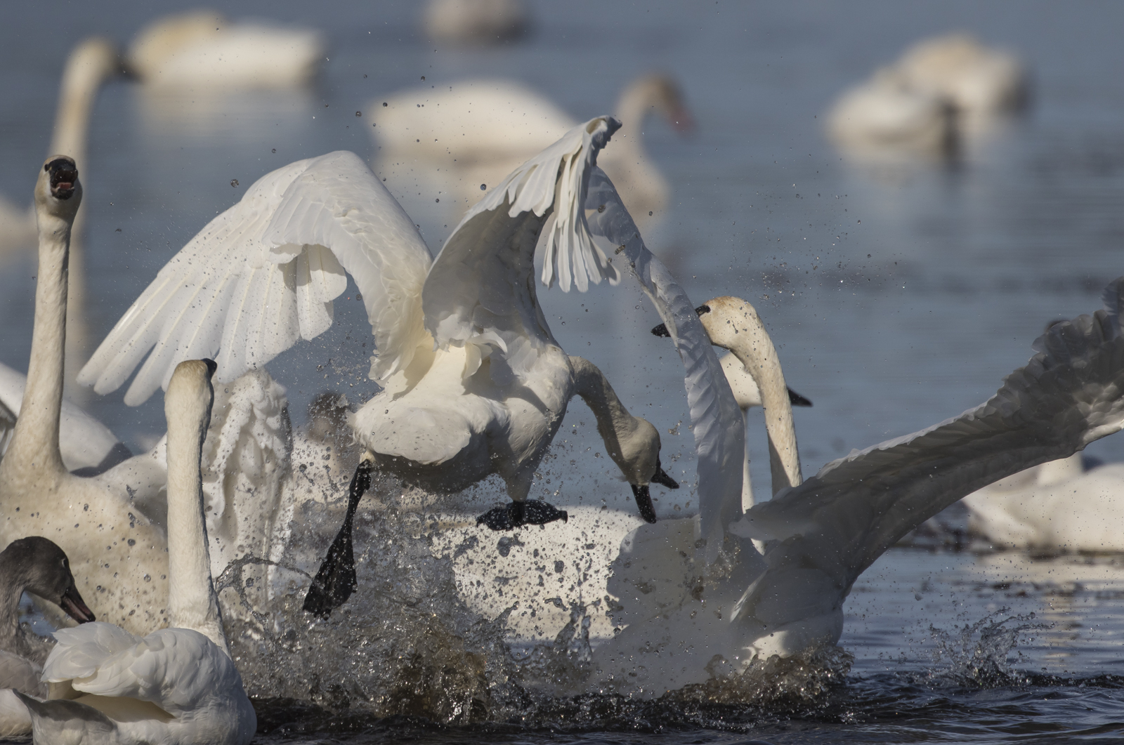 Swans fighting 6