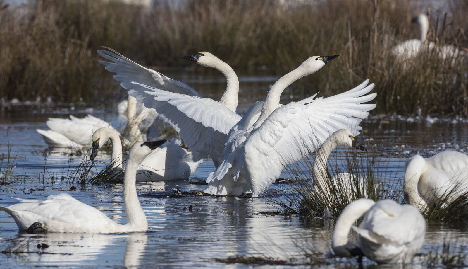 Swans flapping in unison