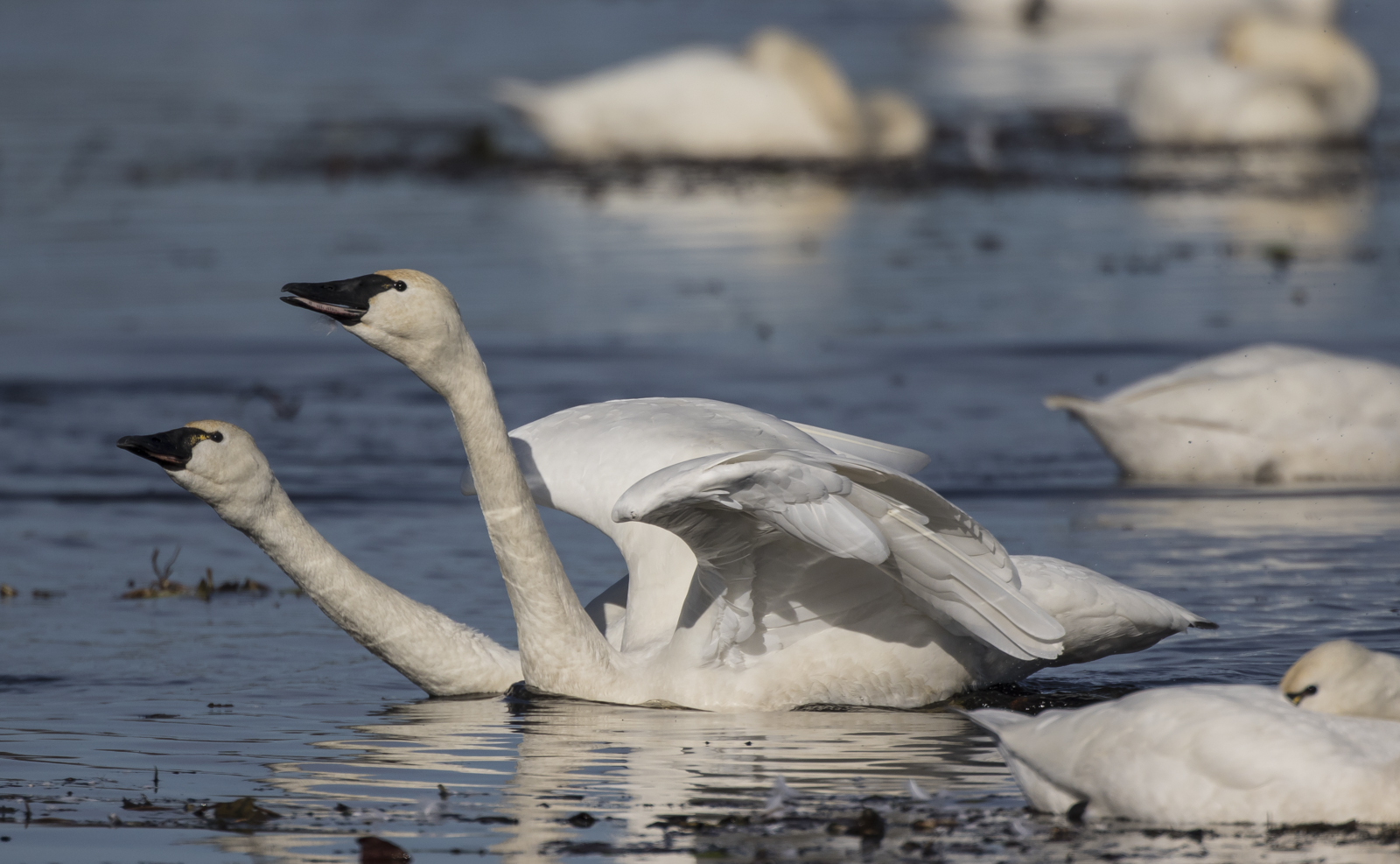 Swans trumpeting 1