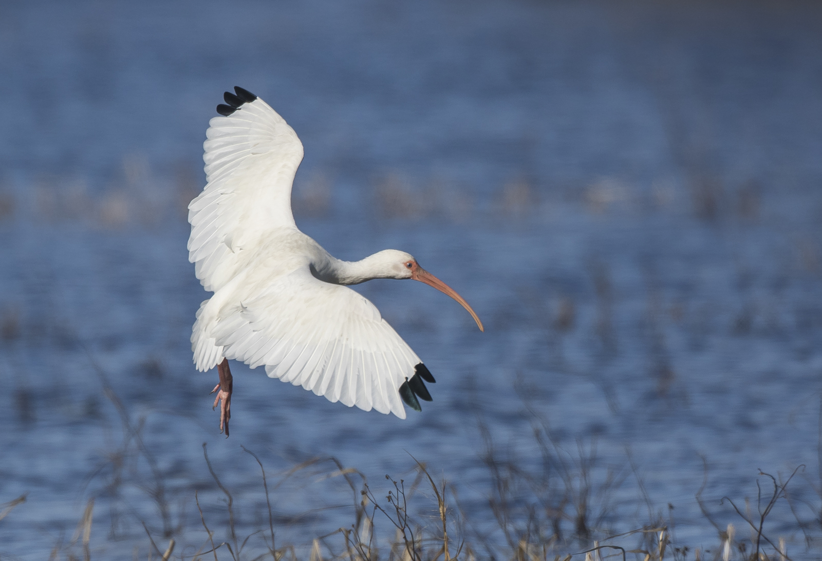 white ibis