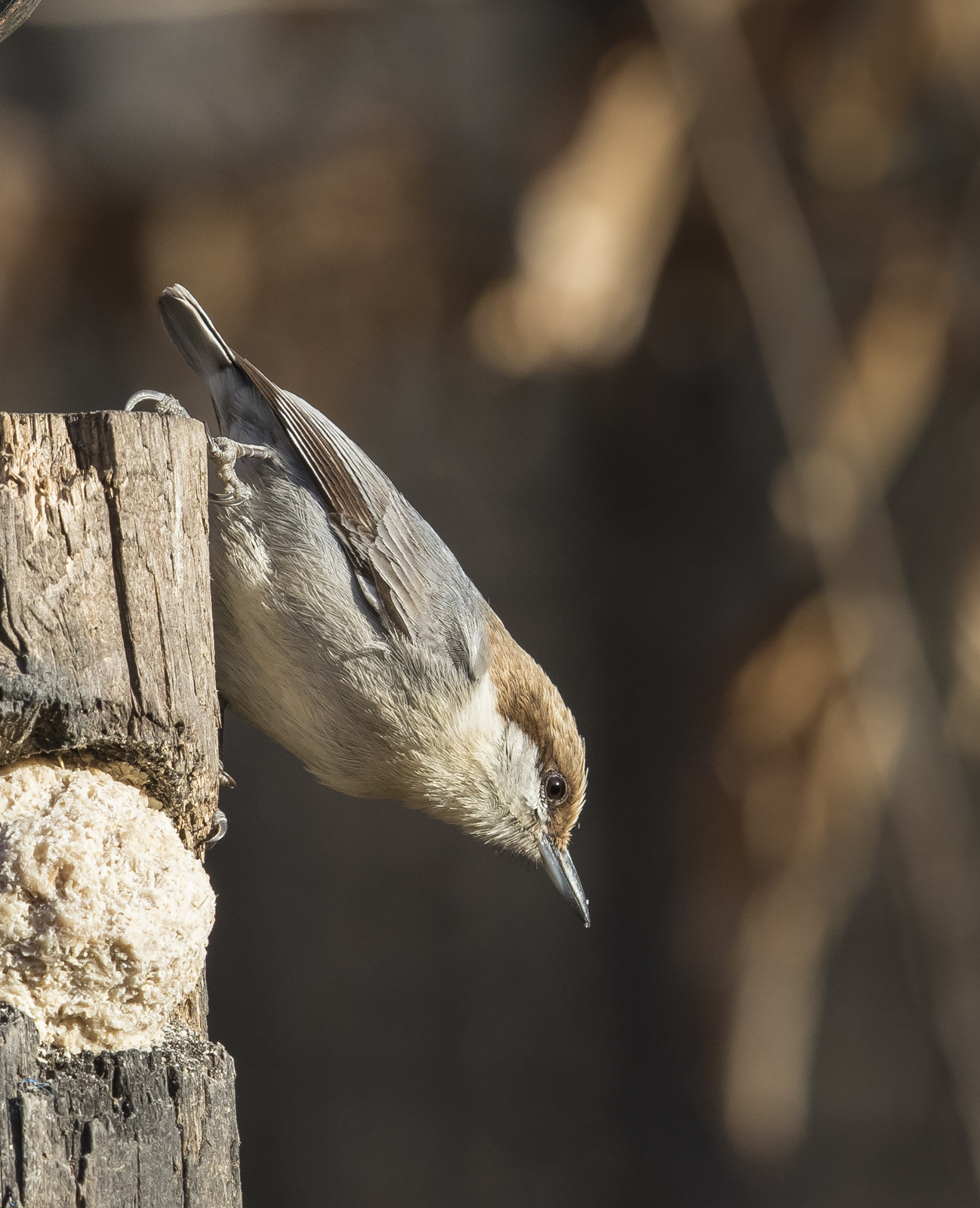 brown-headed nuthatch on suet log