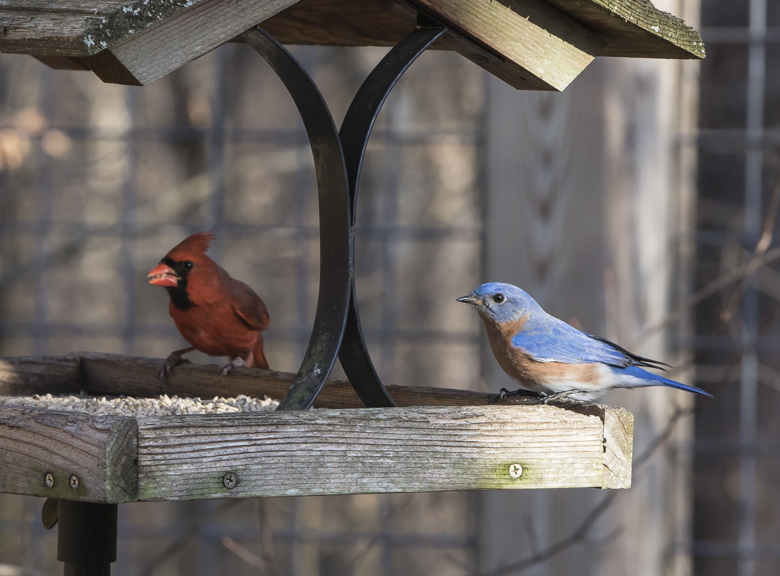 cardinal and bluebird