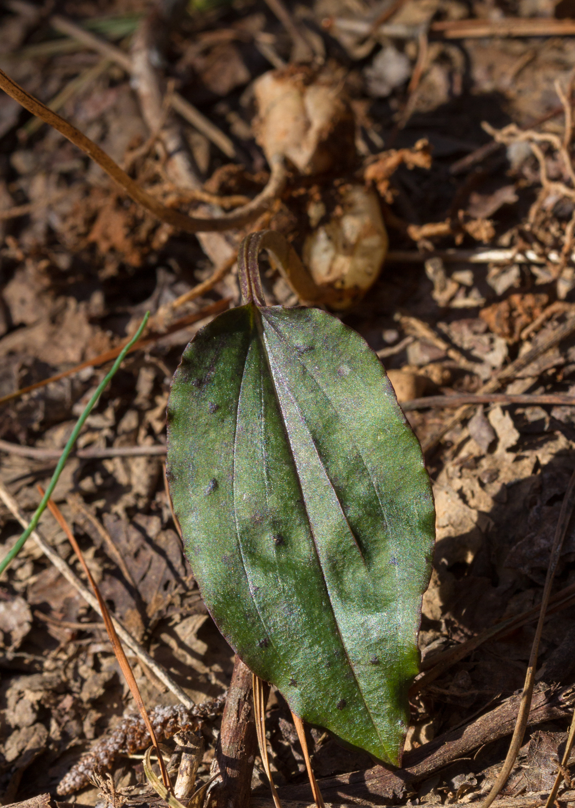 Green in the Winter Woods – Roads End Naturalist