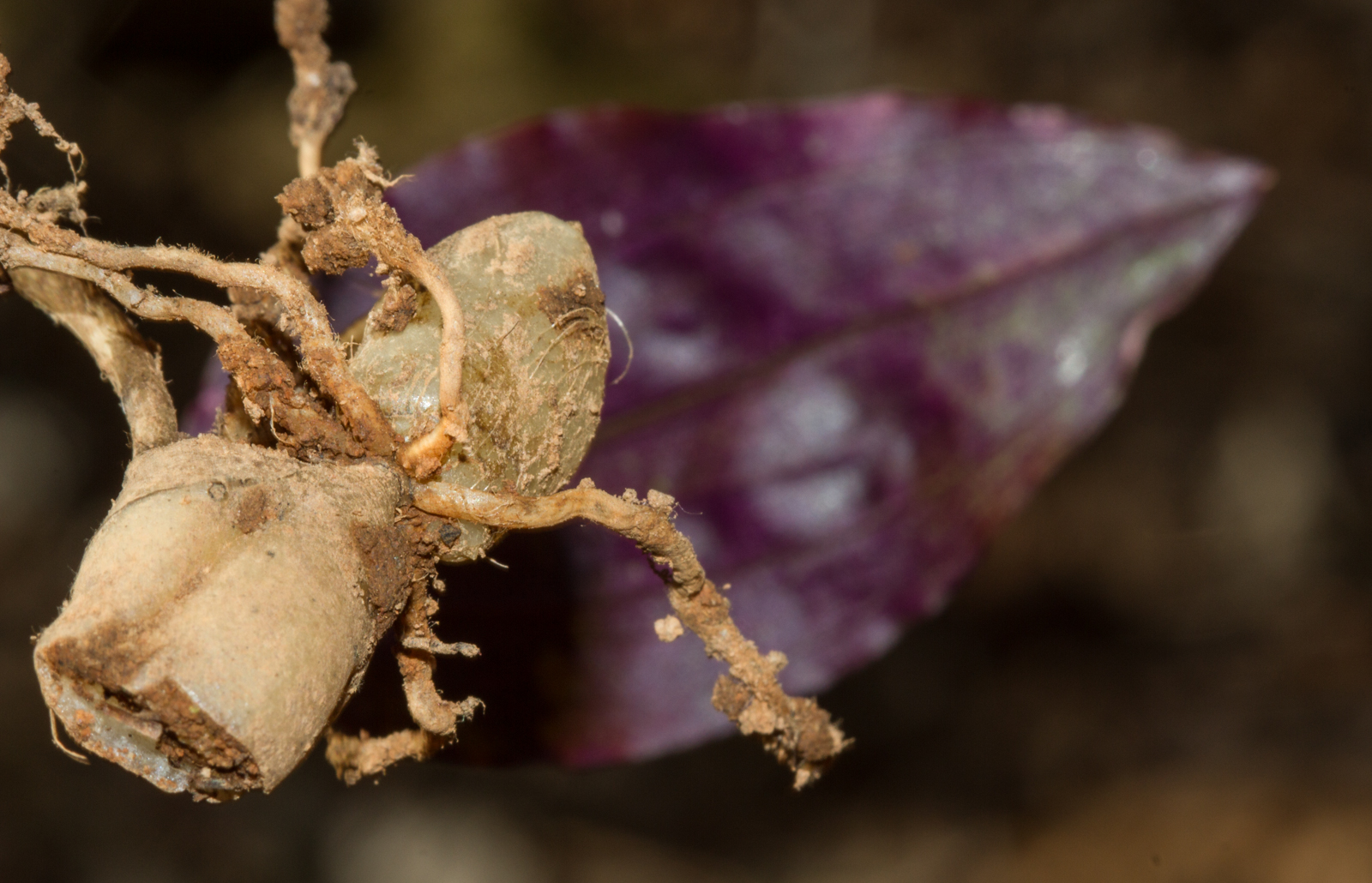 cranefly orchid-5.jpg