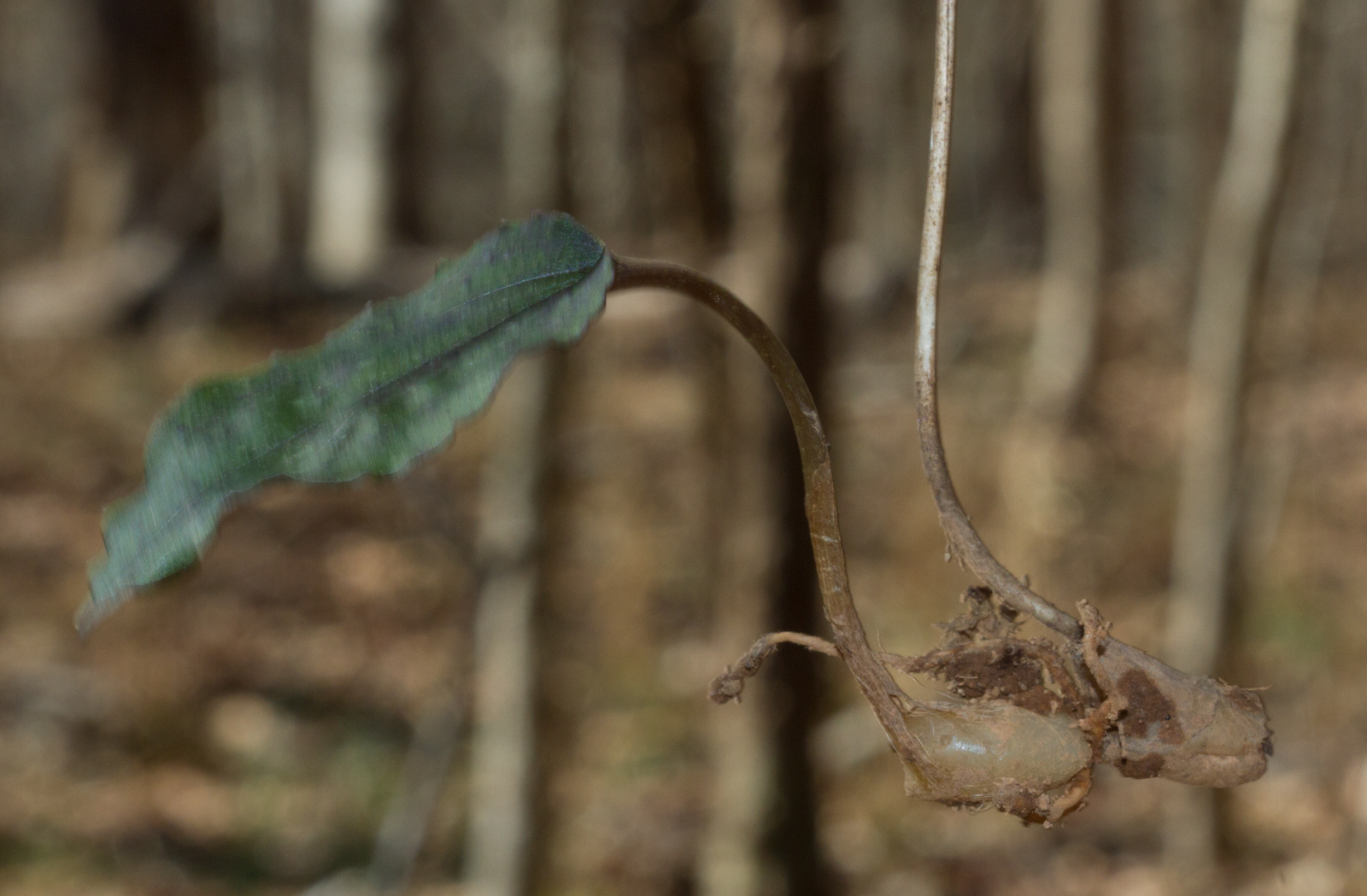 cranefly orchid-6.jpg