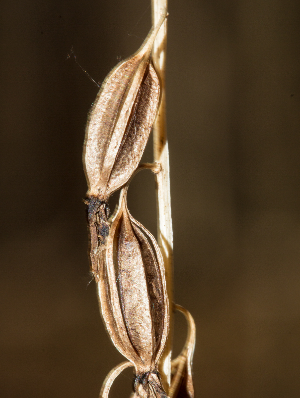cranefly-orchid-7