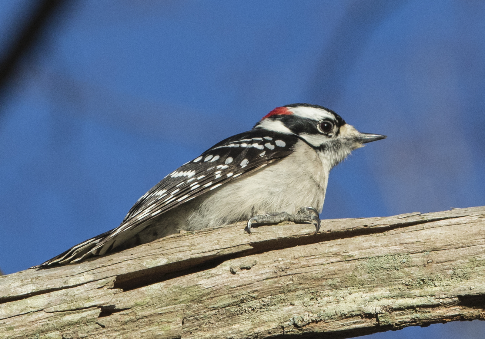 downy woodpecker