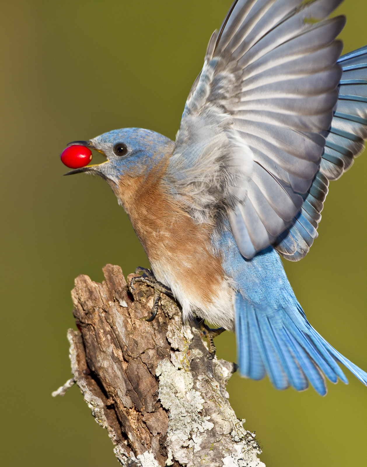 Eastern Bluebird with Dogwood berry