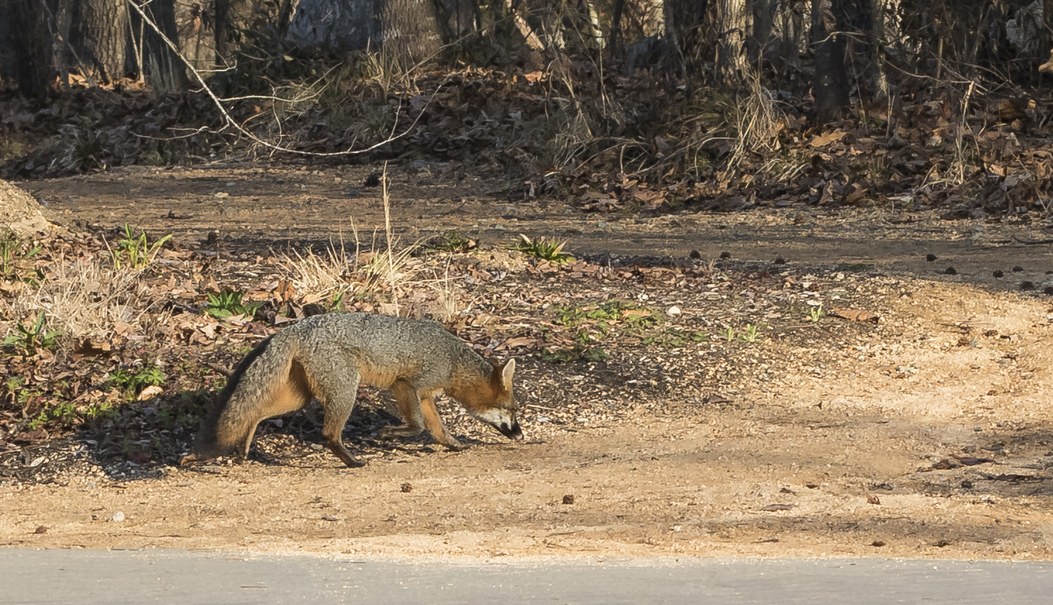 Gray fox at the garden