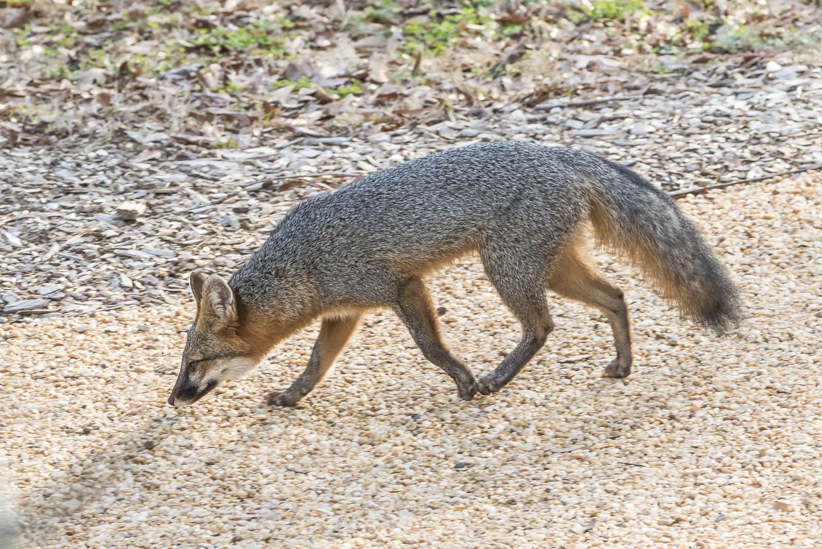 Gray fox in the Children's Wonder Garden