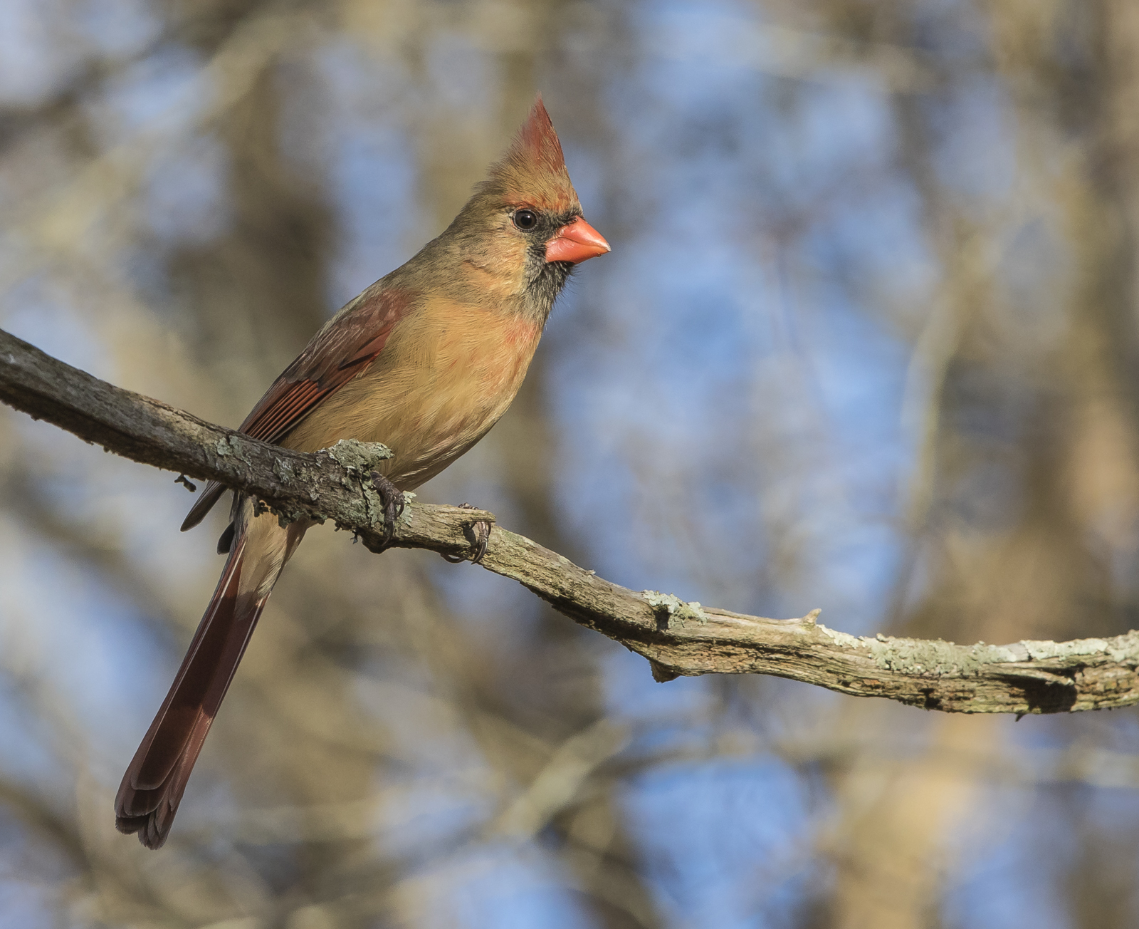 northern cardinal