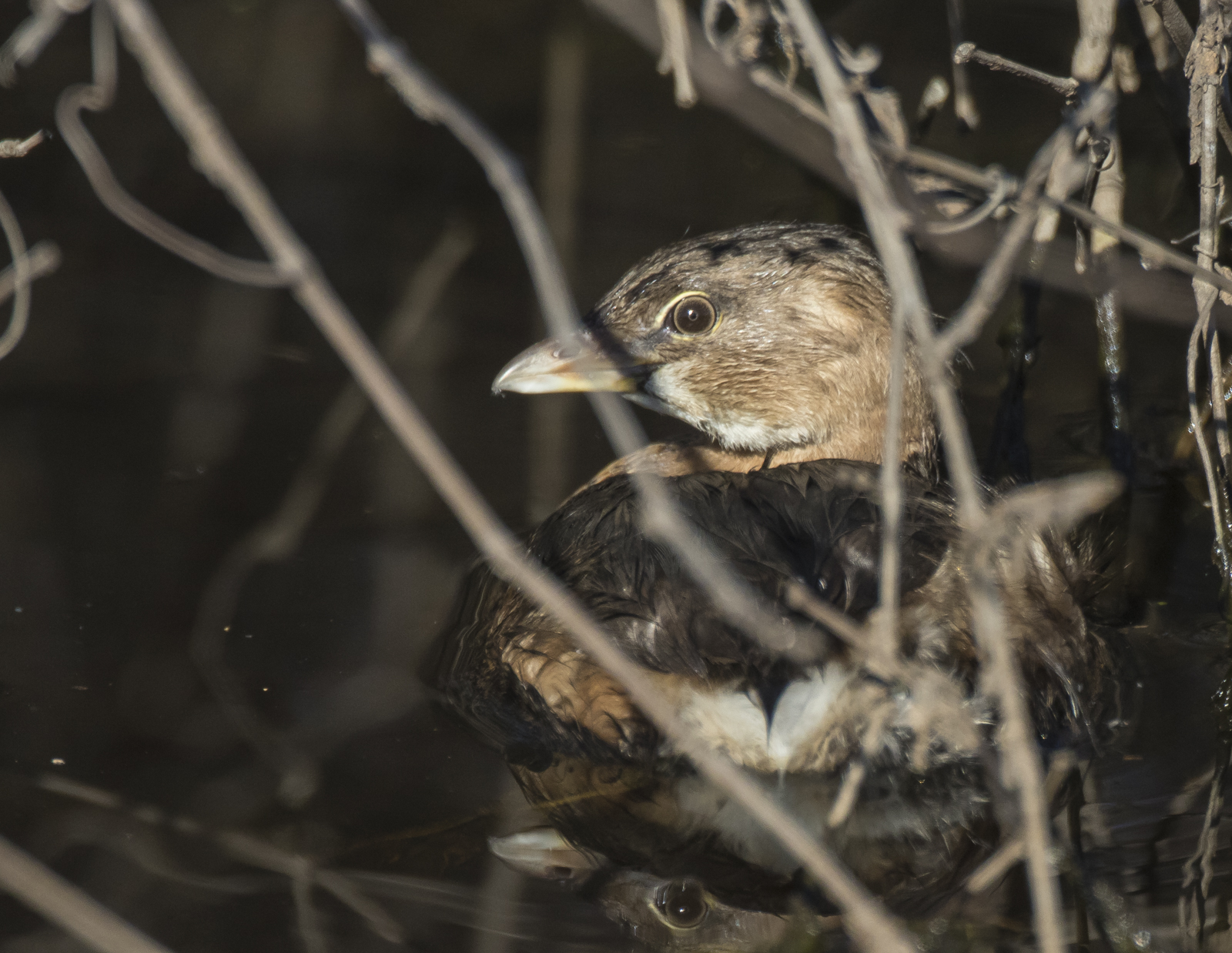 Pied-biled grebe in brush