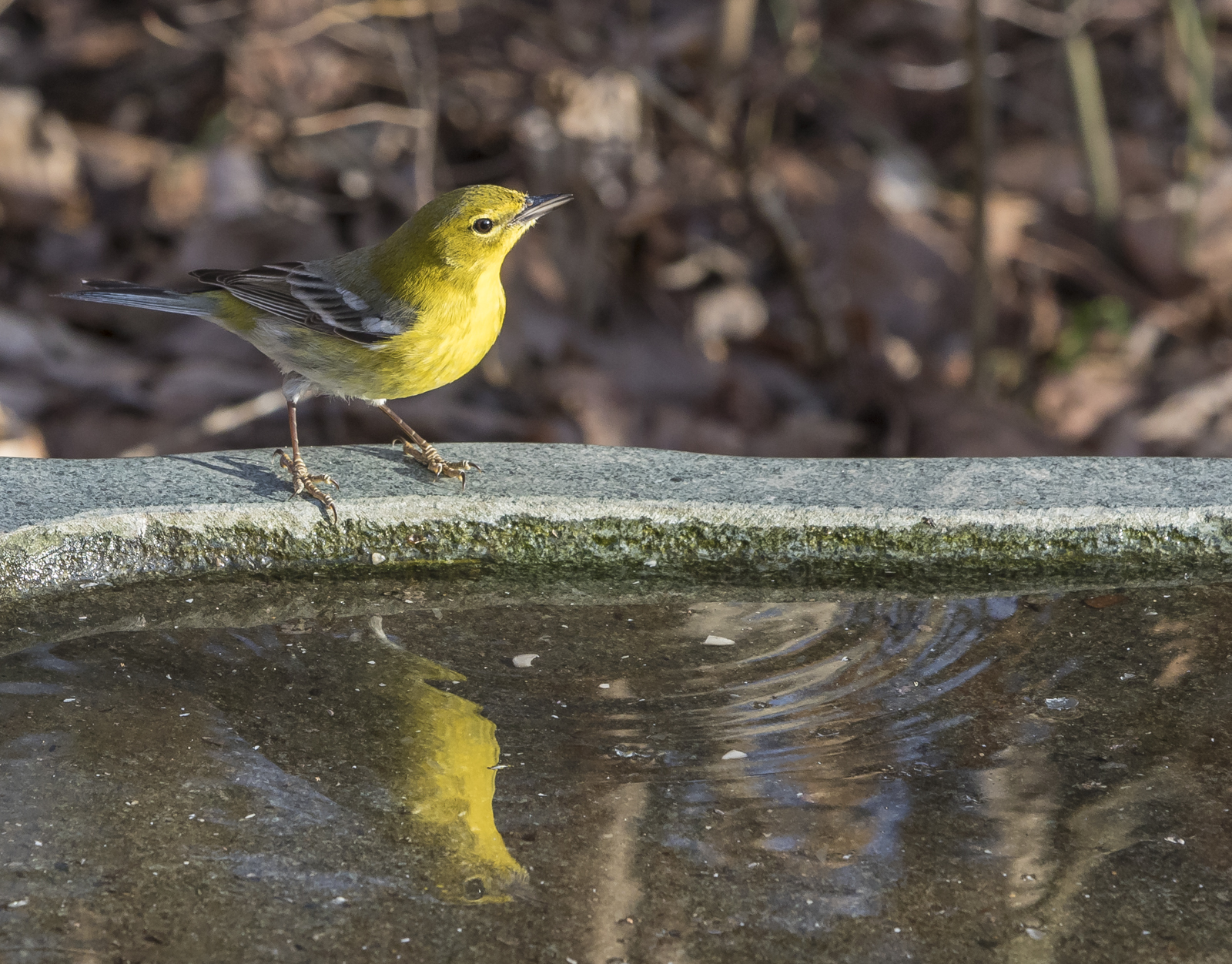 pine warbler and reflection