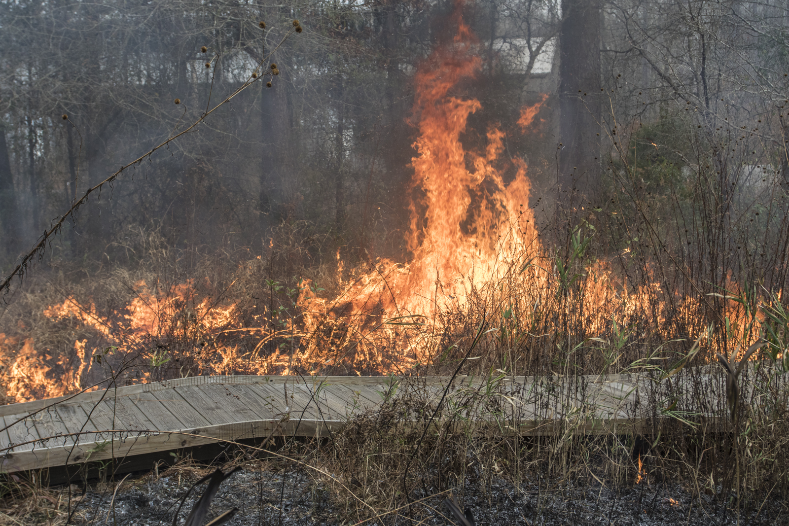 Prescribed burn in coastal plain habitat