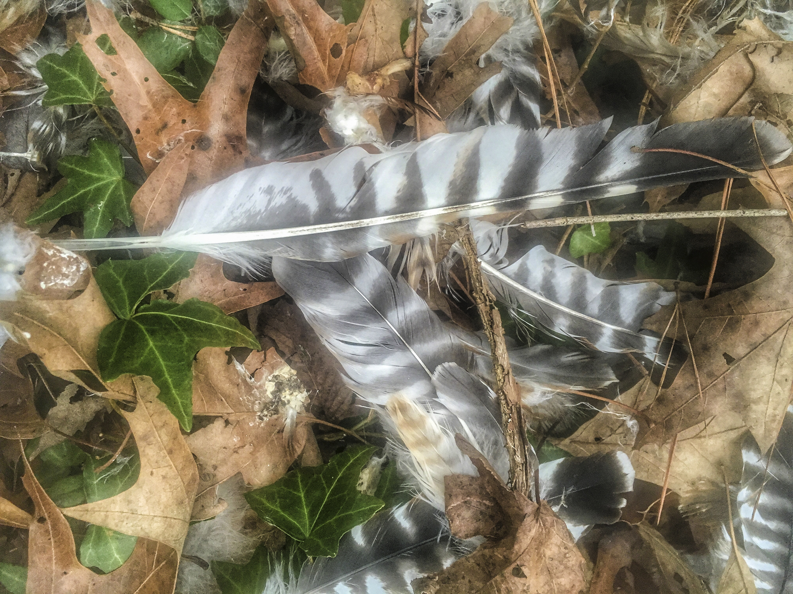 Red-shouldered hawk feathers