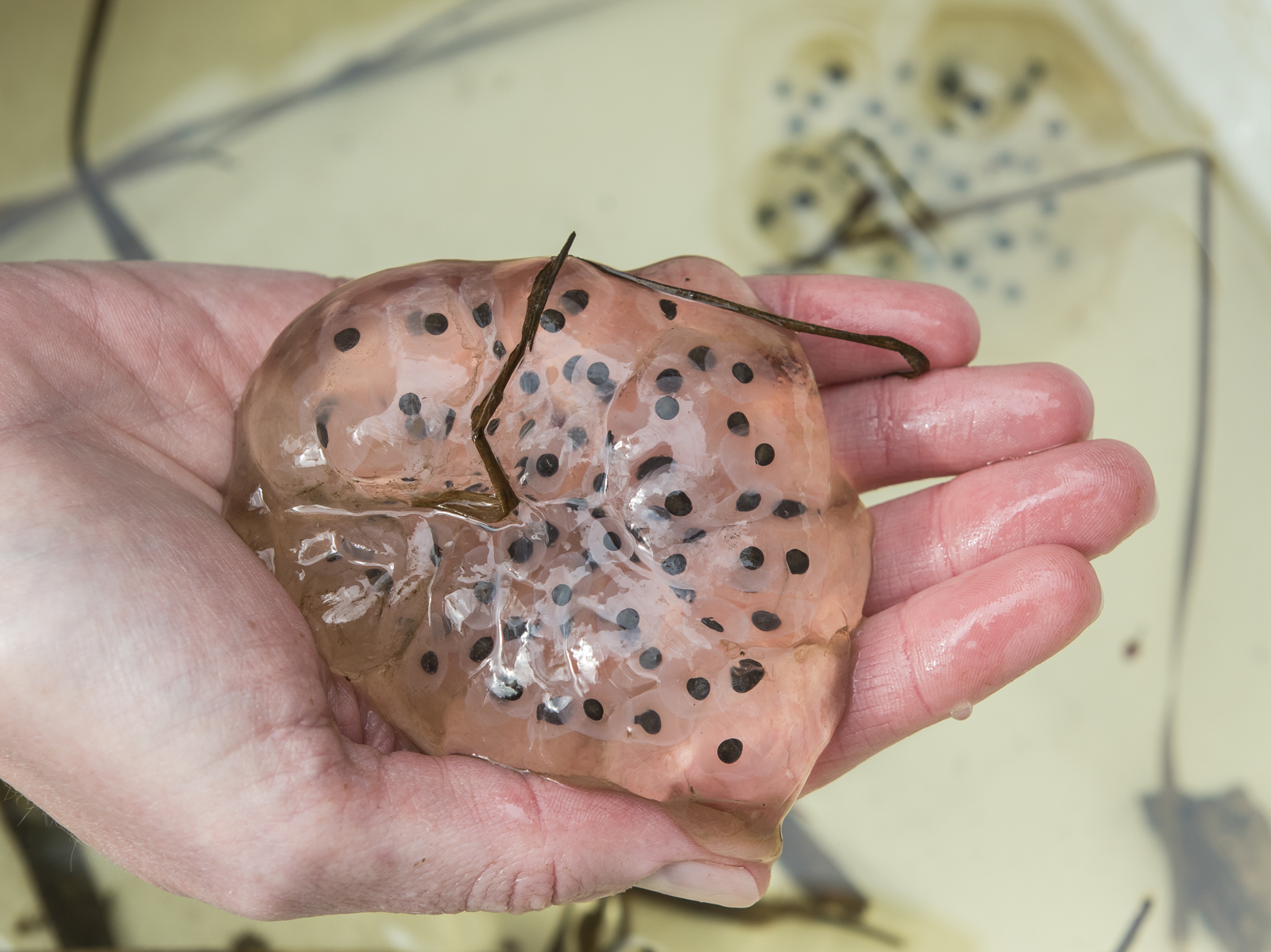 Spotted salamander egg mass - moved to nearby vernal pool to avo