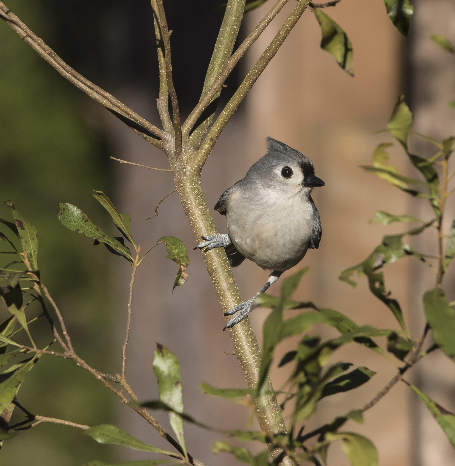 tufted titmouse