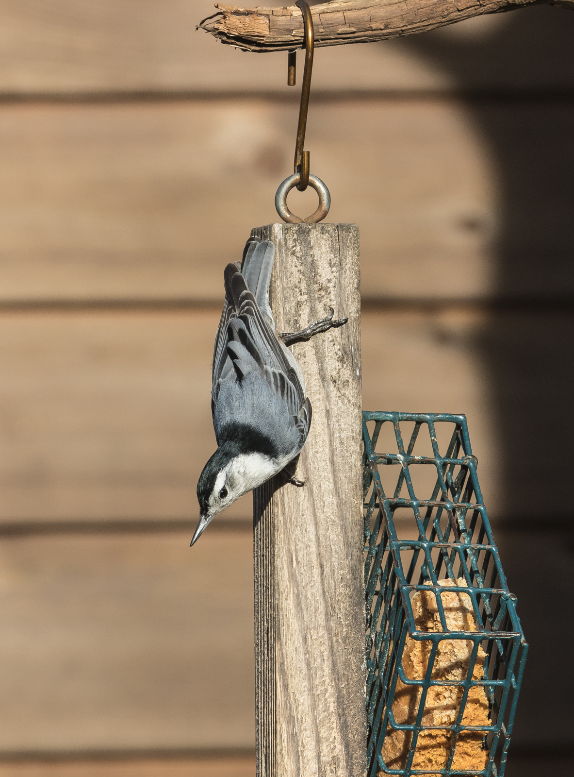 white-breasted nuthatch