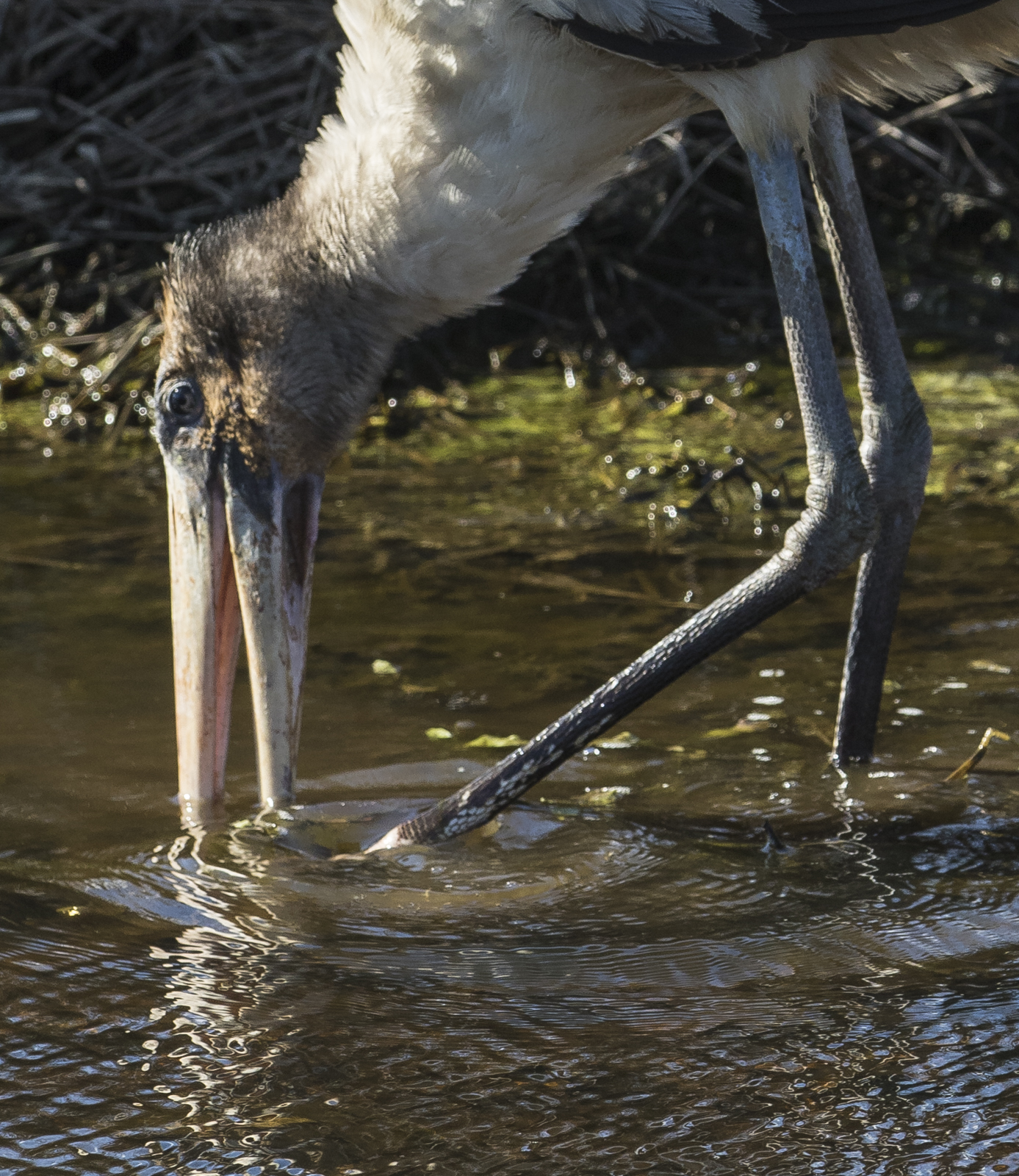wood stork bill close up