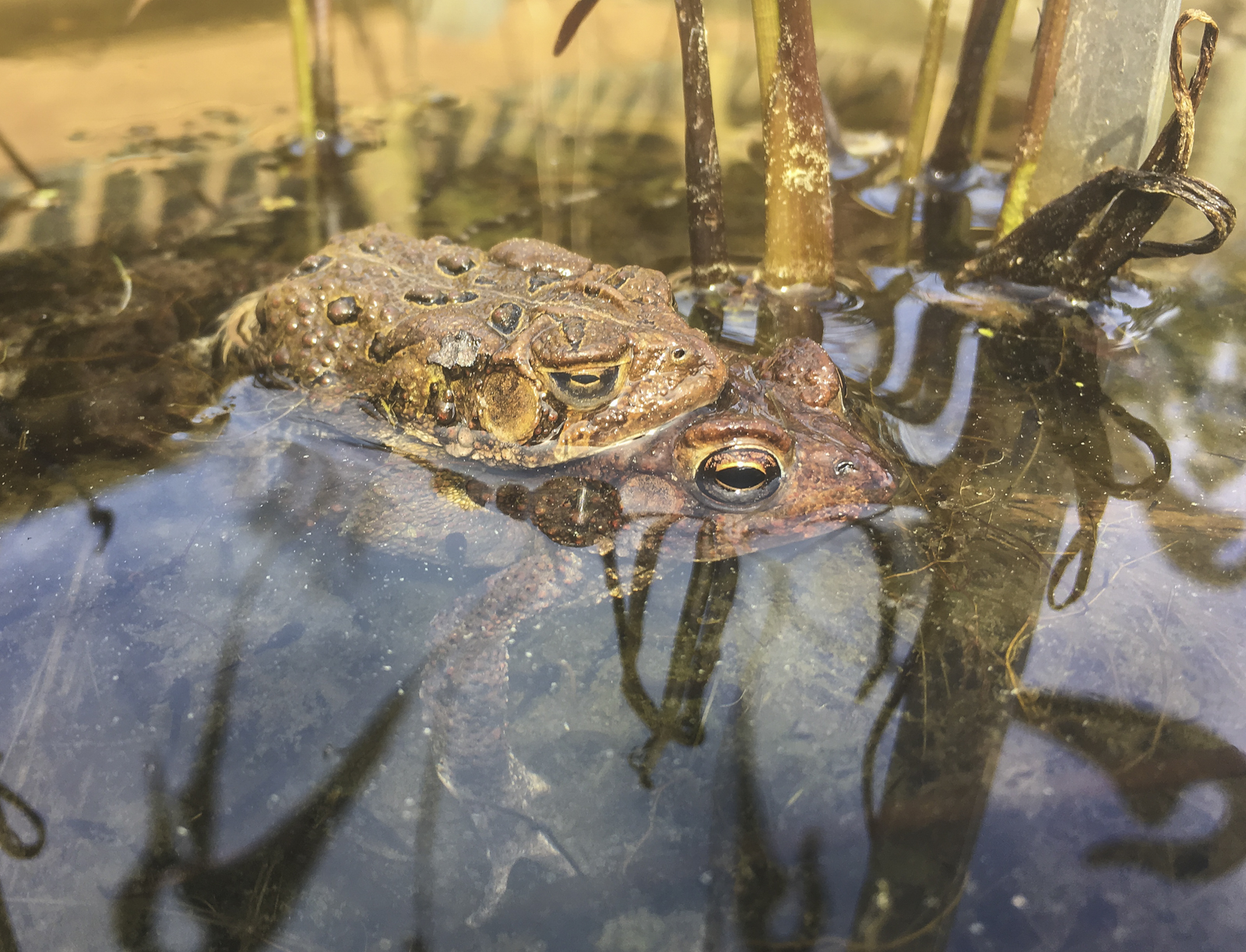 American toads in amplexus 1