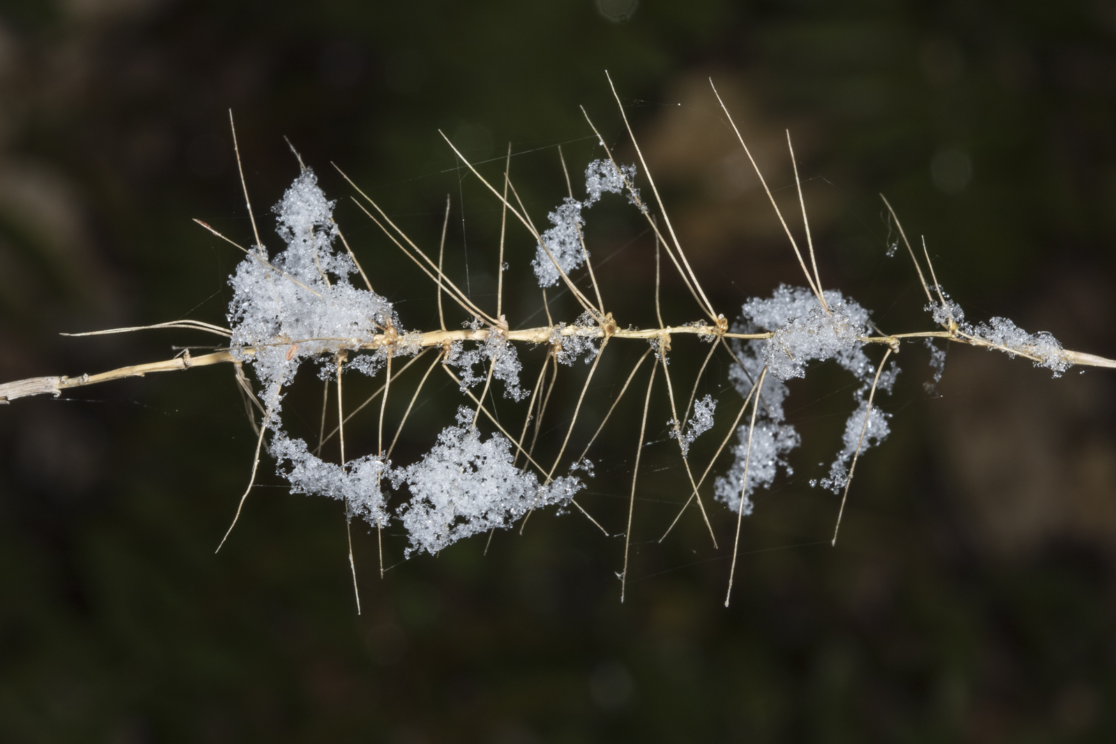 Bottlebrush grass in snow