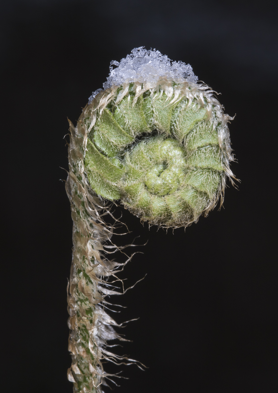 Christmas fern fiddlehead and snow