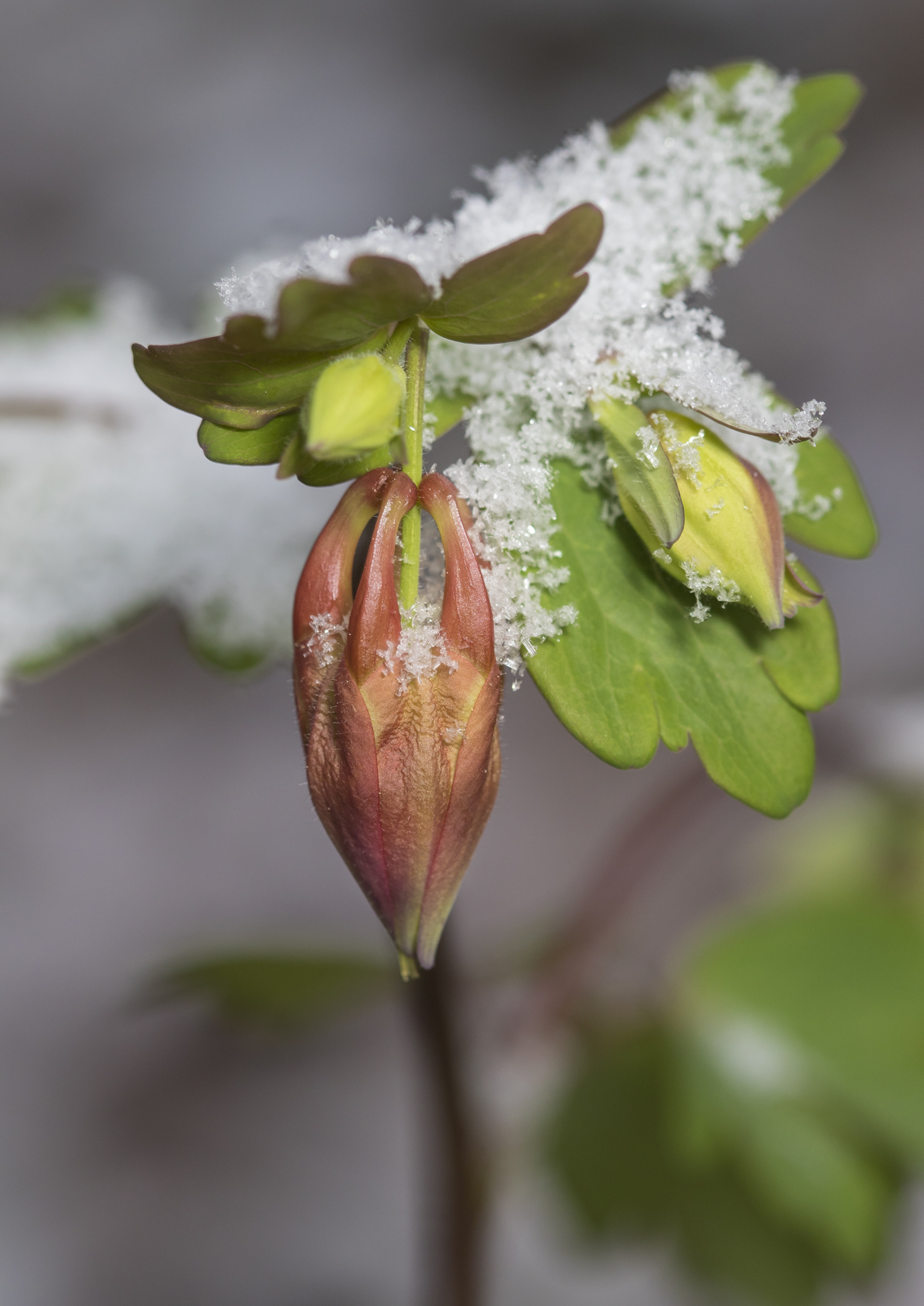 Columbine bud in snow