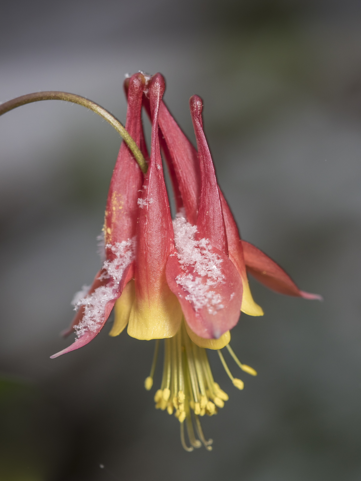 Columbine in snow